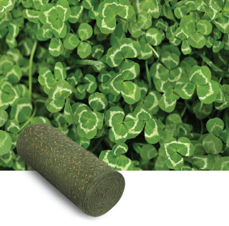 Beyaz trifolium repens | Tohumu Matı yerörtücü